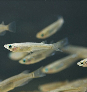 But scientists are particularly concerned about the contraceptive chemical EE2 because of its ability to “feminize” male fishes and its association with plummeting fish fertility.